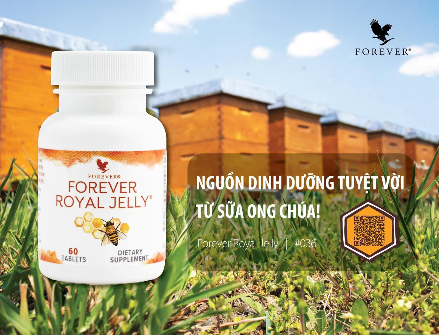 Sữa Ong Chúa Forever Royal Jelly (036 Flp) Nguồn Dinh Dưỡng Tuyệt Vời